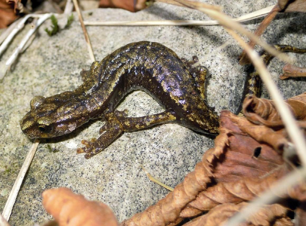 geotritone - Hydromantes italicus (Alpi apuane)